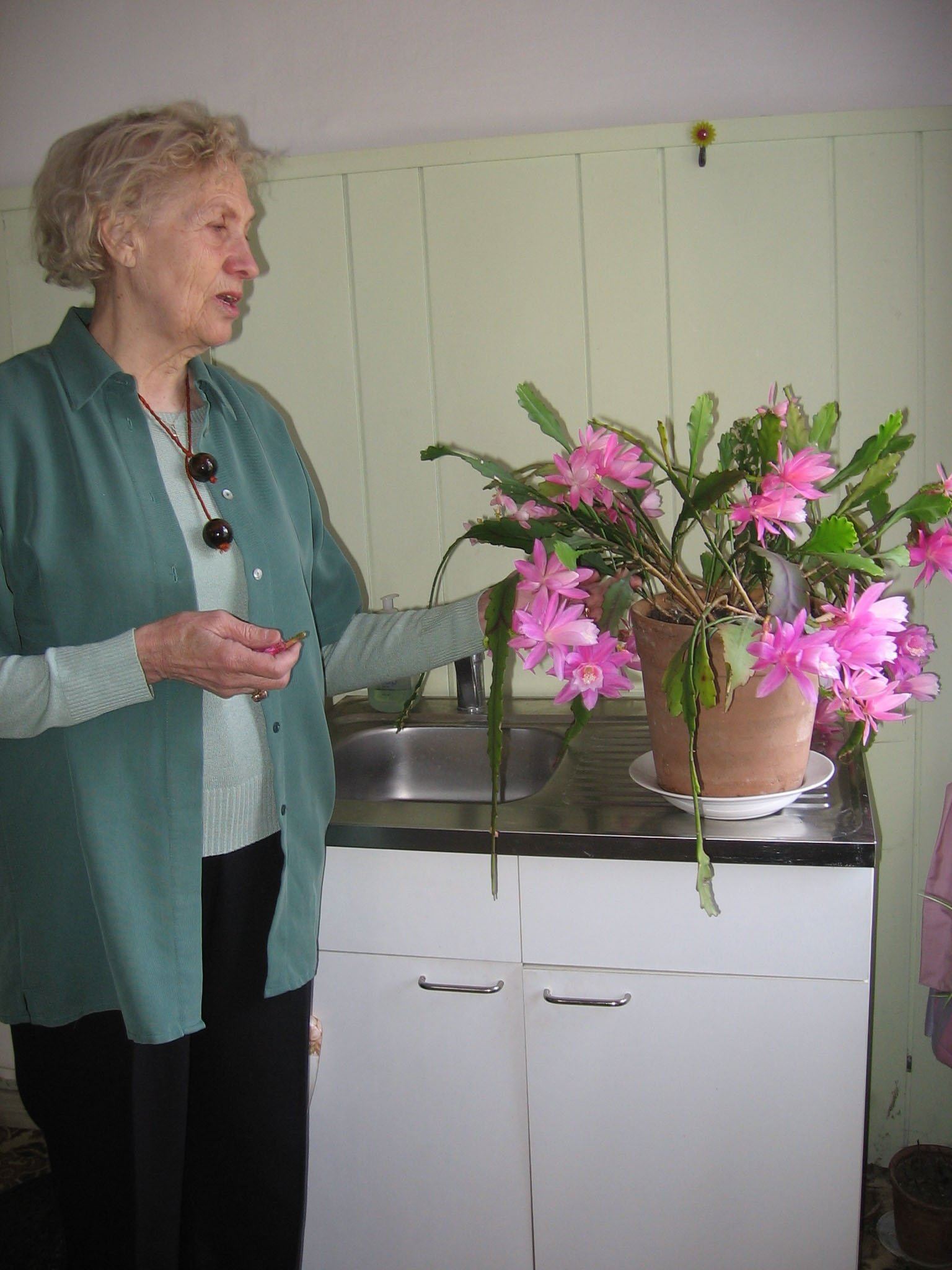 Virve Kärson on kodust toonud diakooniamajja kaktuse, mis siin kogu ilus õide on puhkenud.